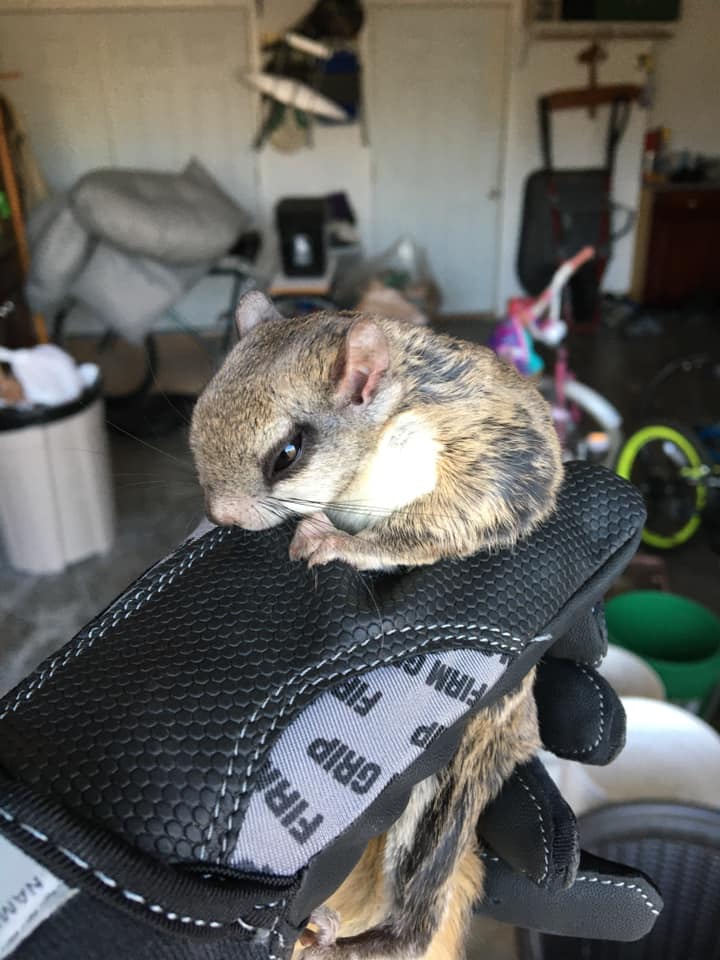 Flying Squirrels in Winter: Do Flying Squirrels Hibernate?